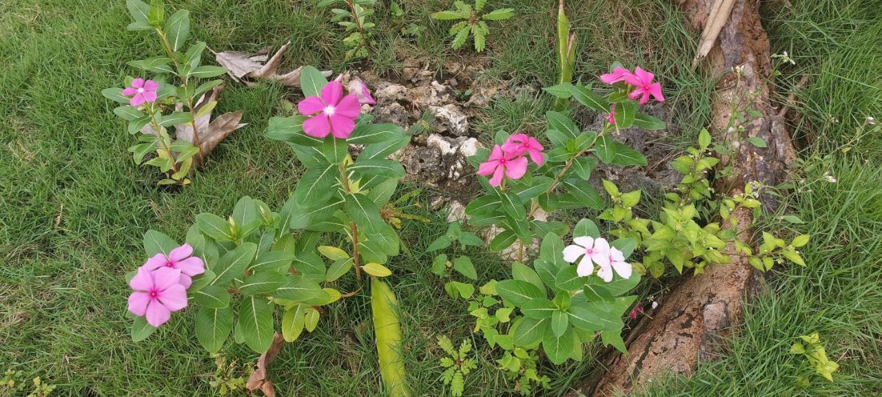 Andnindot Garden Resort Anda  Ngoại thất bức ảnh